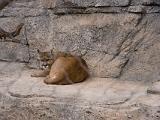 Living Desert State Park : New Mexico